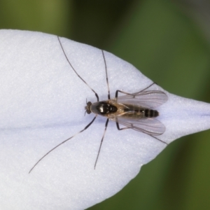 Chironomidae (family) at Melba, ACT - 27 Aug 2024