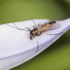 Chironomidae (family) at Melba, ACT - 27 Aug 2024