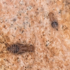 Psocodea 'Psocoptera' sp. (order) at Flynn, ACT - 27 Aug 2024 02:44 PM