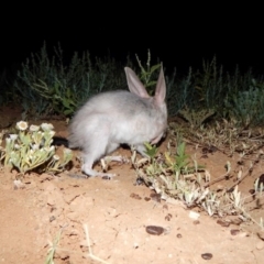 Macrotis lagotis (Bilby, Ngalku, Nyarlku, Walpajirri, Ninu) by MichaelBedingfield