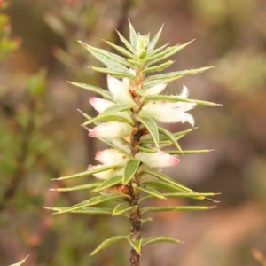 Melichrus urceolatus at Bango, NSW - 23 Aug 2024 10:25 AM