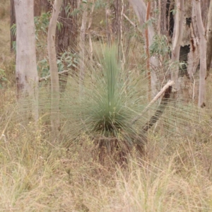 Xanthorrhoea glauca subsp. angustifolia at Bango, NSW - suppressed