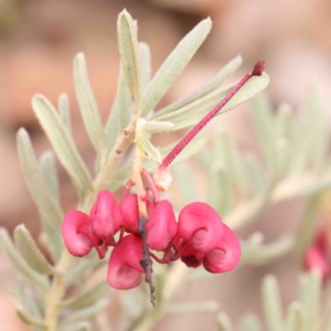 Grevillea lanigera at Bango, NSW - 23 Aug 2024 10:27 AM