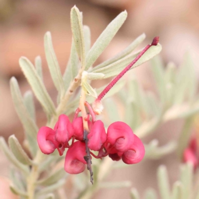 Grevillea lanigera (Woolly Grevillea) at Bango, NSW - 23 Aug 2024 by ConBoekel