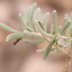 Grevillea lanigera at Bango, NSW - 23 Aug 2024 10:27 AM