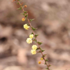 Acacia gunnii (Ploughshare Wattle) at Bango, NSW - 23 Aug 2024 by ConBoekel