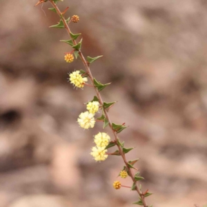 Acacia gunnii at Bango, NSW - 23 Aug 2024