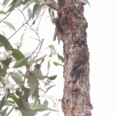 Cormobates leucophaea (White-throated Treecreeper) at Bango, NSW - 23 Aug 2024 by ConBoekel