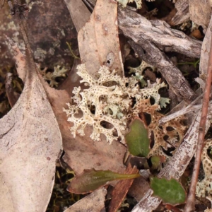 Cladia corallaizon at Bango, NSW - 23 Aug 2024