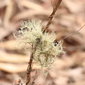 Usnea sp. (genus) at Bango, NSW - 23 Aug 2024