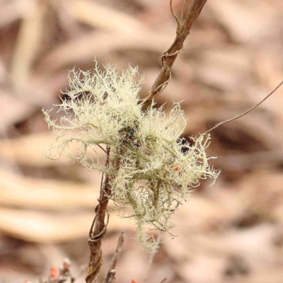 Usnea sp. (genus) (Bearded lichen) at Bango, NSW - 23 Aug 2024 by ConBoekel