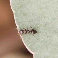 Myrmecorhynchus emeryi at Bango, NSW - 23 Aug 2024 10:53 AM