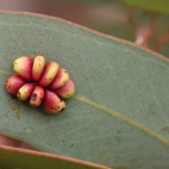 Unidentified Unidentified Insect Gall at Bango, NSW - 23 Aug 2024 by ConBoekel