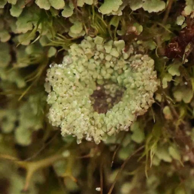 Unverified Moss, Liverwort or Hornwort at Jerrawa, NSW - 23 Aug 2024 by ConBoekel
