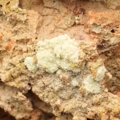 Unverified Lichen at Bango, NSW - 23 Aug 2024 by ConBoekel