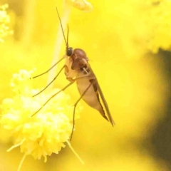 Sciaroidea sp. (Superfamily) (A fungus gnat or gall midge) at Jerrawa, NSW - 23 Aug 2024 by ConBoekel