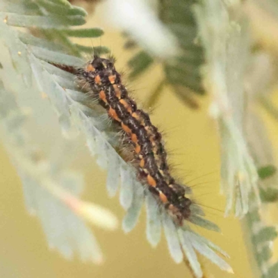 Nyctemera amicus at Jerrawa, NSW - 23 Aug 2024 by ConBoekel