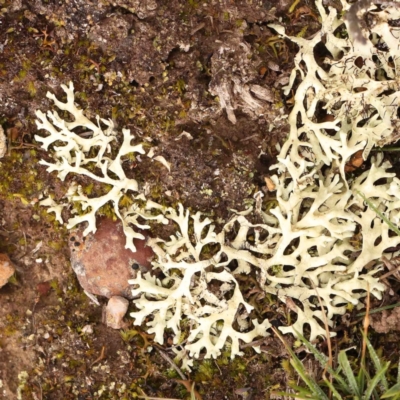 Unidentified Lichen at Jerrawa, NSW - 23 Aug 2024 by ConBoekel