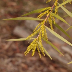 Acacia longifolia subsp. longifolia (sallow or Sydney golden wattle) at Jerrawa, NSW - 23 Aug 2024 by ConBoekel
