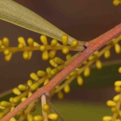 Acacia longifolia subsp. longifolia at Jerrawa, NSW - 23 Aug 2024