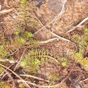 Myriophyllum crispatum at Jerrawa, NSW - 23 Aug 2024 11:35 AM