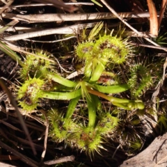 Drosera (genus) (A Sundew) at Jerrawa, NSW - 23 Aug 2024 by ConBoekel