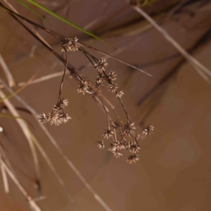 Juncus prismatocarpus at Jerrawa, NSW - 23 Aug 2024