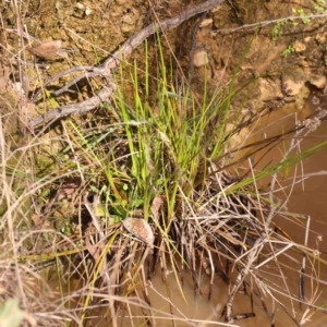 Juncus prismatocarpus at Jerrawa, NSW - 23 Aug 2024