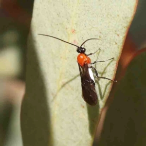 Braconidae (family) at Jerrawa, NSW - 23 Aug 2024 12:09 PM