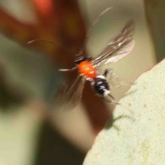 Braconidae (family) at Jerrawa, NSW - 23 Aug 2024 12:09 PM