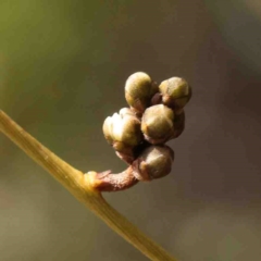 Cassytha (genus) (Dodder) at Jerrawa, NSW - 23 Aug 2024 by ConBoekel