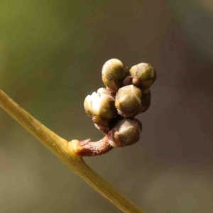 Cassytha sp. at Jerrawa, NSW - 23 Aug 2024