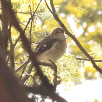 Petroica rosea (Rose Robin) at Jerrawa, NSW - 23 Aug 2024 by ConBoekel