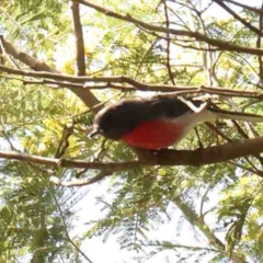 Petroica rosea at Jerrawa, NSW - 23 Aug 2024