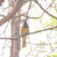 Nesoptilotis leucotis (White-eared Honeyeater) at Jerrawa, NSW - 23 Aug 2024 by ConBoekel