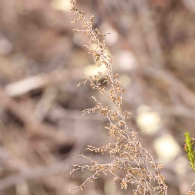 Cassinia sifton (Sifton Bush, Chinese Shrub) at Jerrawa, NSW - 23 Aug 2024 by ConBoekel