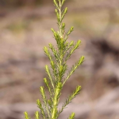 Cassinia sifton at Jerrawa, NSW - 23 Aug 2024 12:51 PM