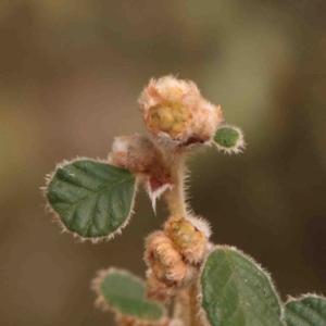 Pomaderris eriocephala at Jerrawa, NSW - 23 Aug 2024