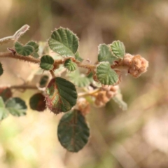 Pomaderris eriocephala at Jerrawa, NSW - 23 Aug 2024