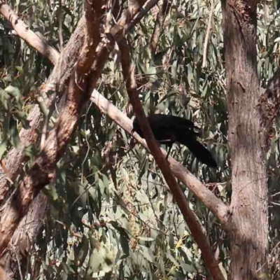 Corcorax melanorhamphos (White-winged Chough) at Jerrawa, NSW - 23 Aug 2024 by ConBoekel