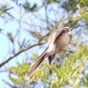 Rhipidura albiscapa at Jerrawa, NSW - 23 Aug 2024