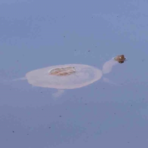 Chelodina longicollis at Jerrawa, NSW - 23 Aug 2024