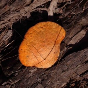 Trametes coccinea at Jerrawa, NSW - 23 Aug 2024