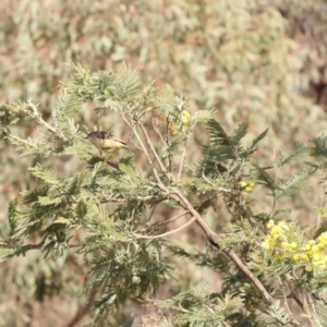 Acanthiza reguloides at Jerrawa, NSW - 23 Aug 2024