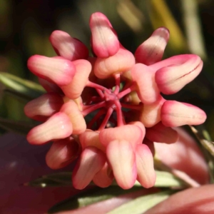 Grevillea lanigera at Jerrawa, NSW - 23 Aug 2024 01:50 PM