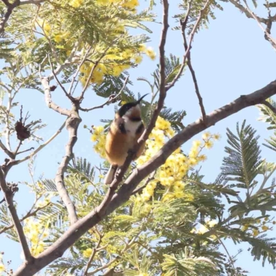 Acanthorhynchus tenuirostris (Eastern Spinebill) at Jerrawa, NSW - 23 Aug 2024 by ConBoekel