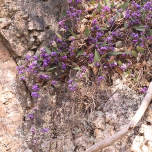 Hardenbergia violacea at Jerrawa, NSW - 23 Aug 2024