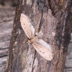 Atalopsis heniocha at Bango, NSW - 23 Aug 2024 by ConBoekel