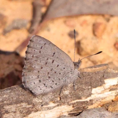 Erina acasta (Blotched Dusky-blue) at Bango, NSW - 23 Aug 2024 by ConBoekel