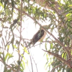 Dacelo novaeguineae (Laughing Kookaburra) at Bango, NSW - 23 Aug 2024 by ConBoekel